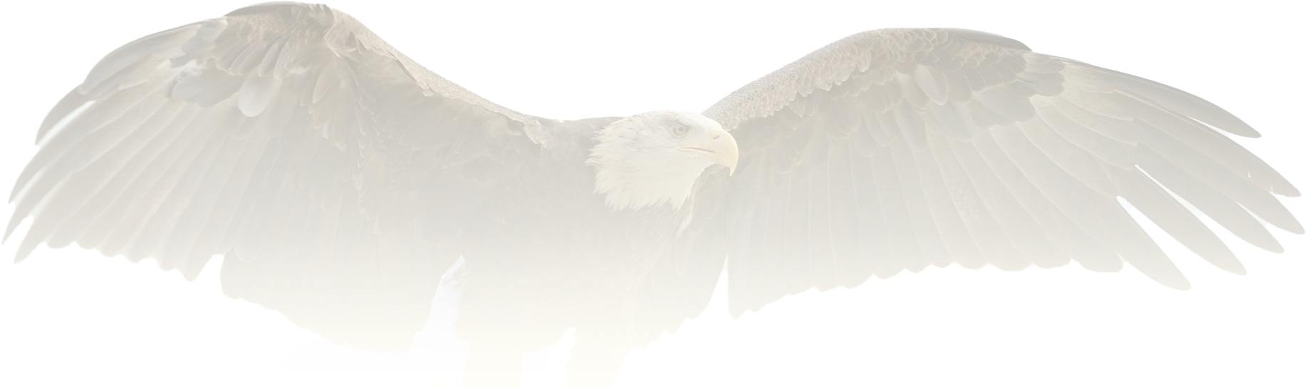 Eagle_trans