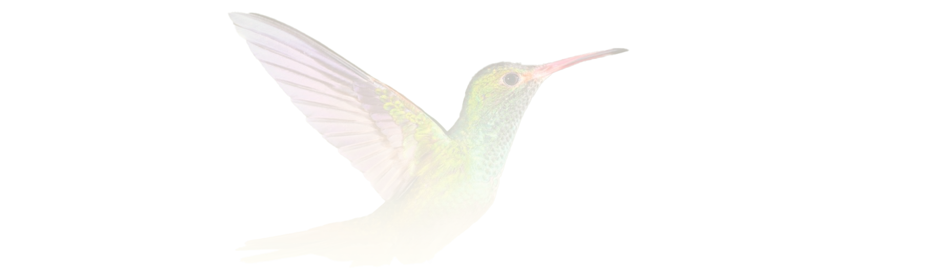 Hummingbird_trans