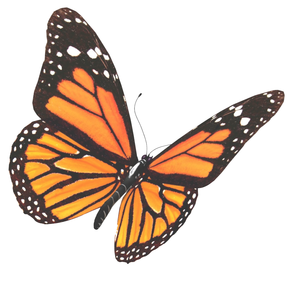 SHT Selbstheilungstechnik-Roberto-Antela-Martinez-2-04d100bc